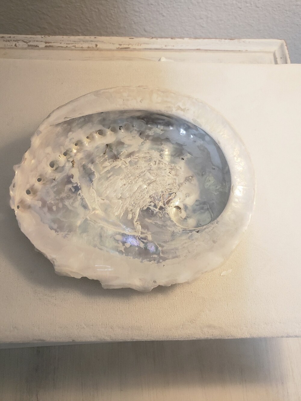 Vintage White Pacific Abalone Shell